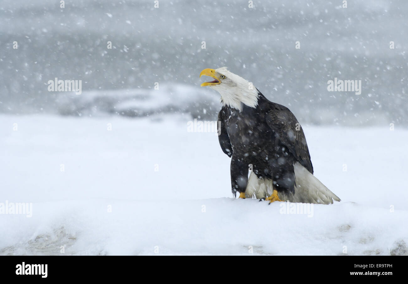A bald Eagle screeching standing in the snow at the beach of Kachemak