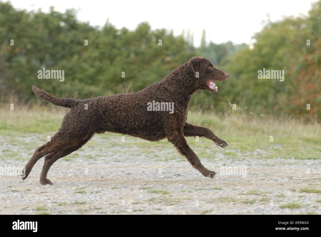 liver curly coated retriever