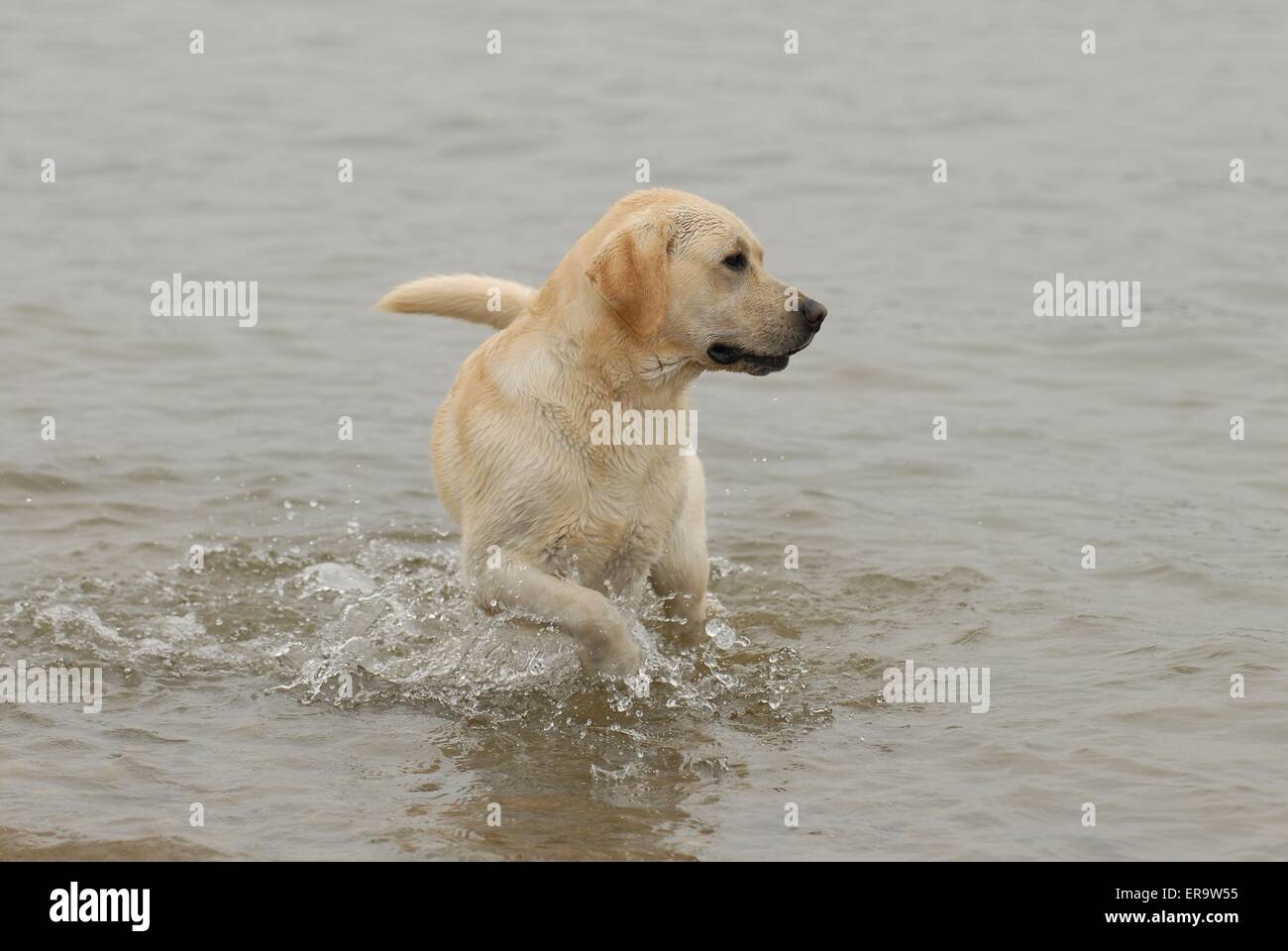 bathing Labrador Retriever Stock Photo Alamy