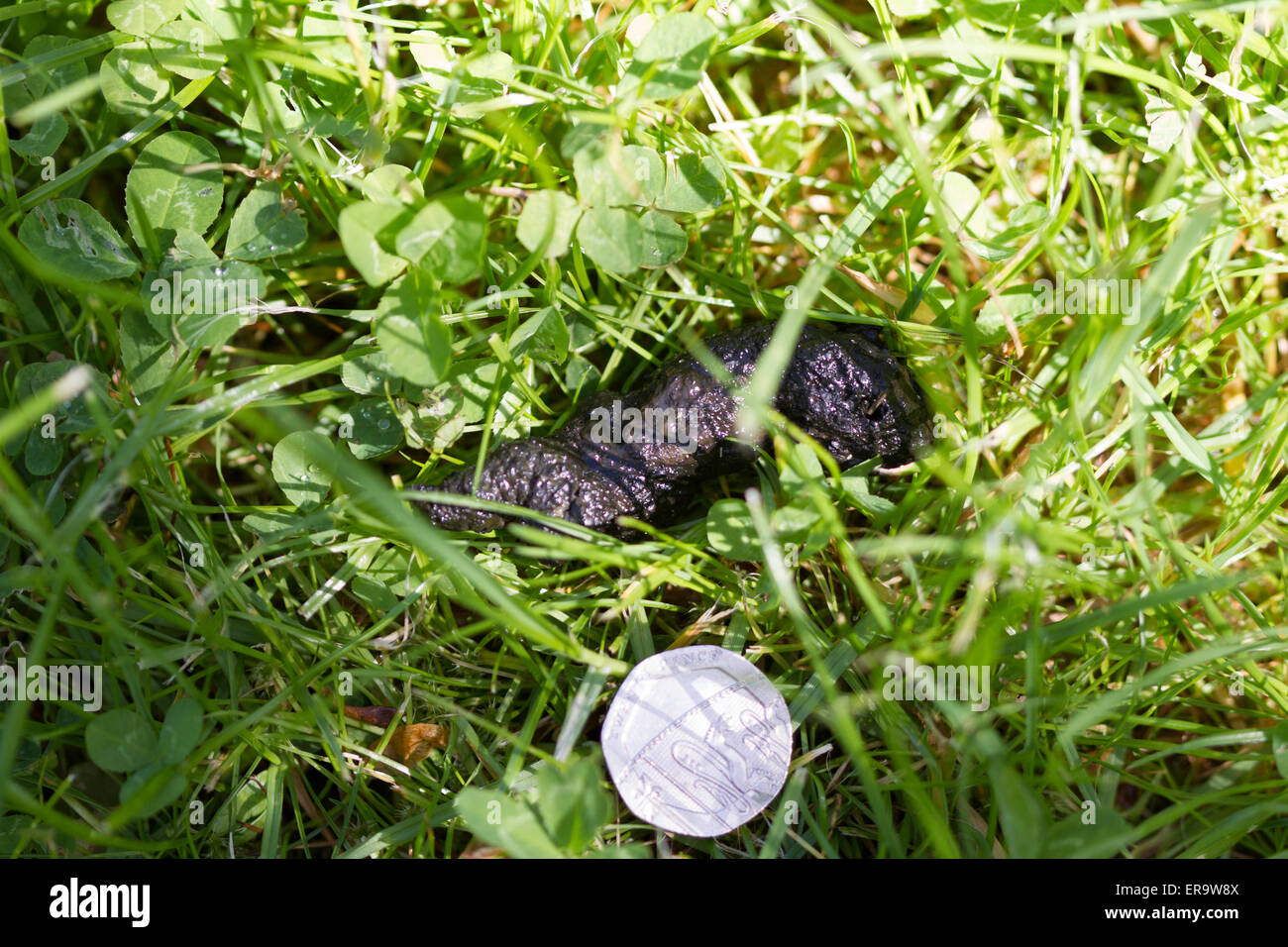 Hedgehog droppings with 20p to show scale Stock Photo Alamy