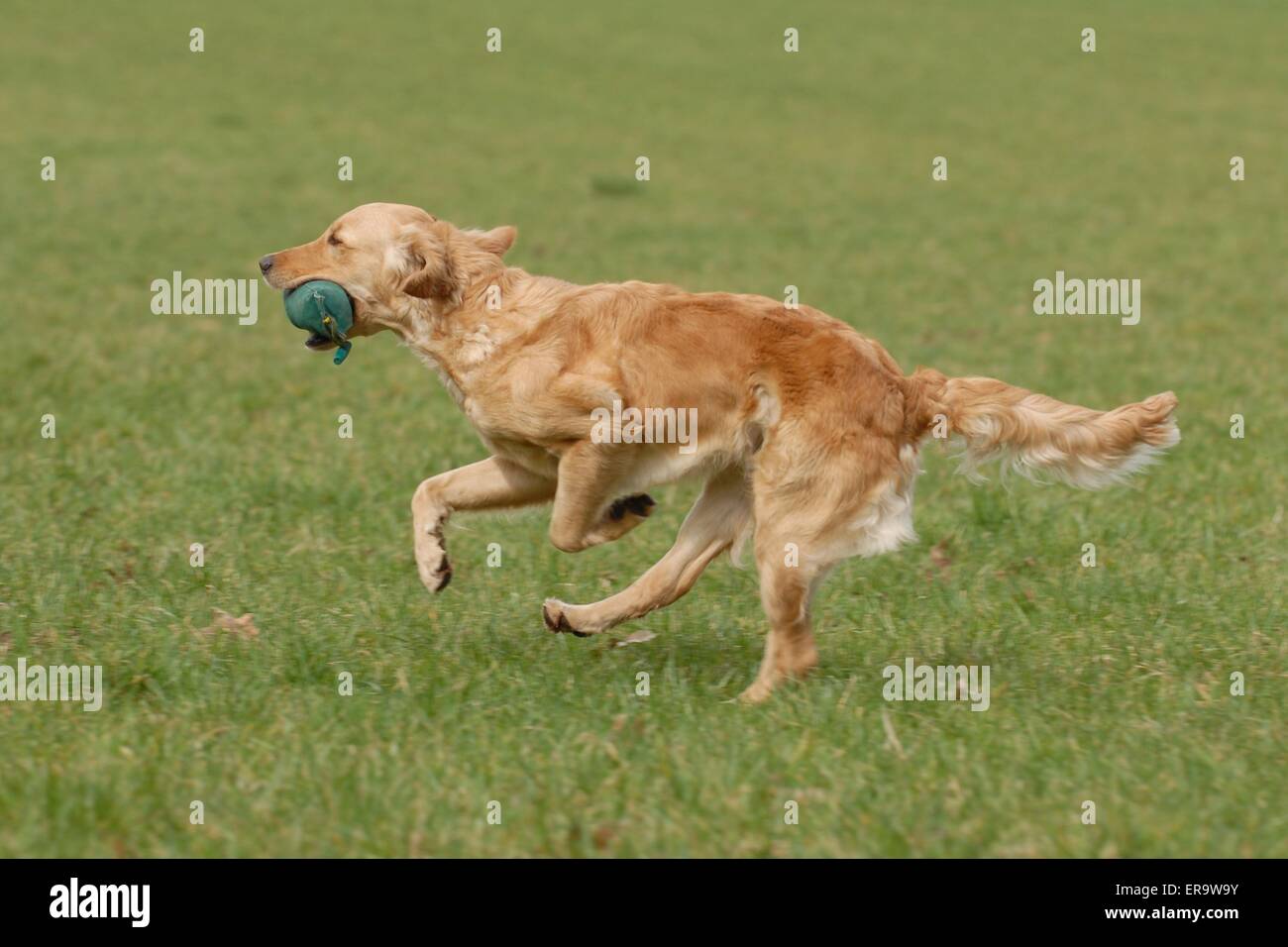 playing Golden Retriever Stock Photo - Alamy