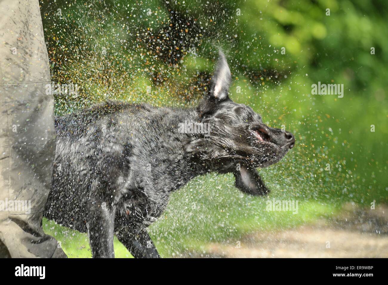 shaking Labrador Retriever Stock Photo Alamy