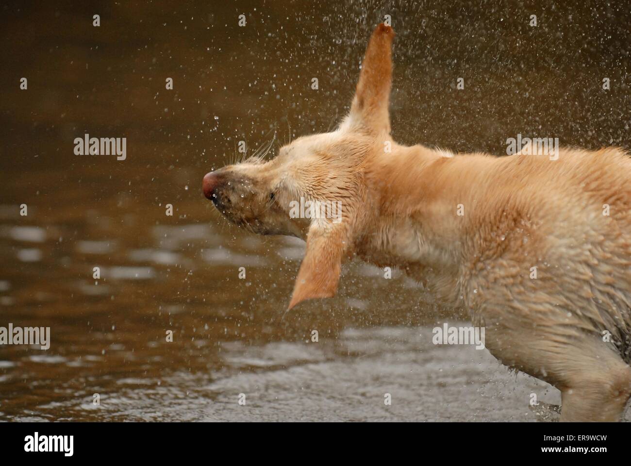 shaking Labrador Retriever Stock Photo Alamy