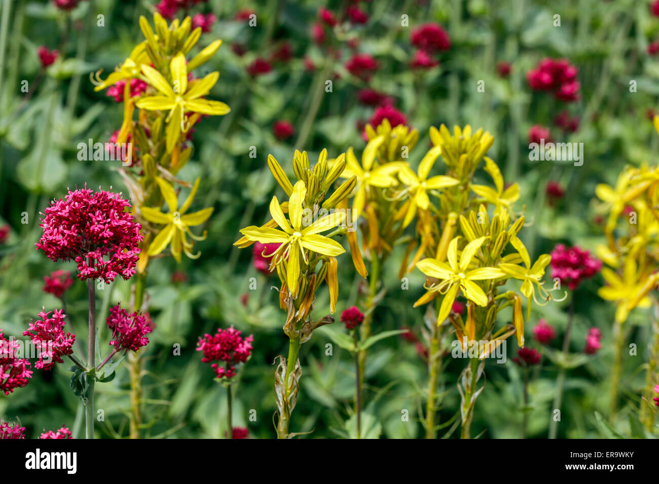 Yellow Asphodel, Asphodeline lutea, Red Valerian, Centranthus ruber Stock Photo