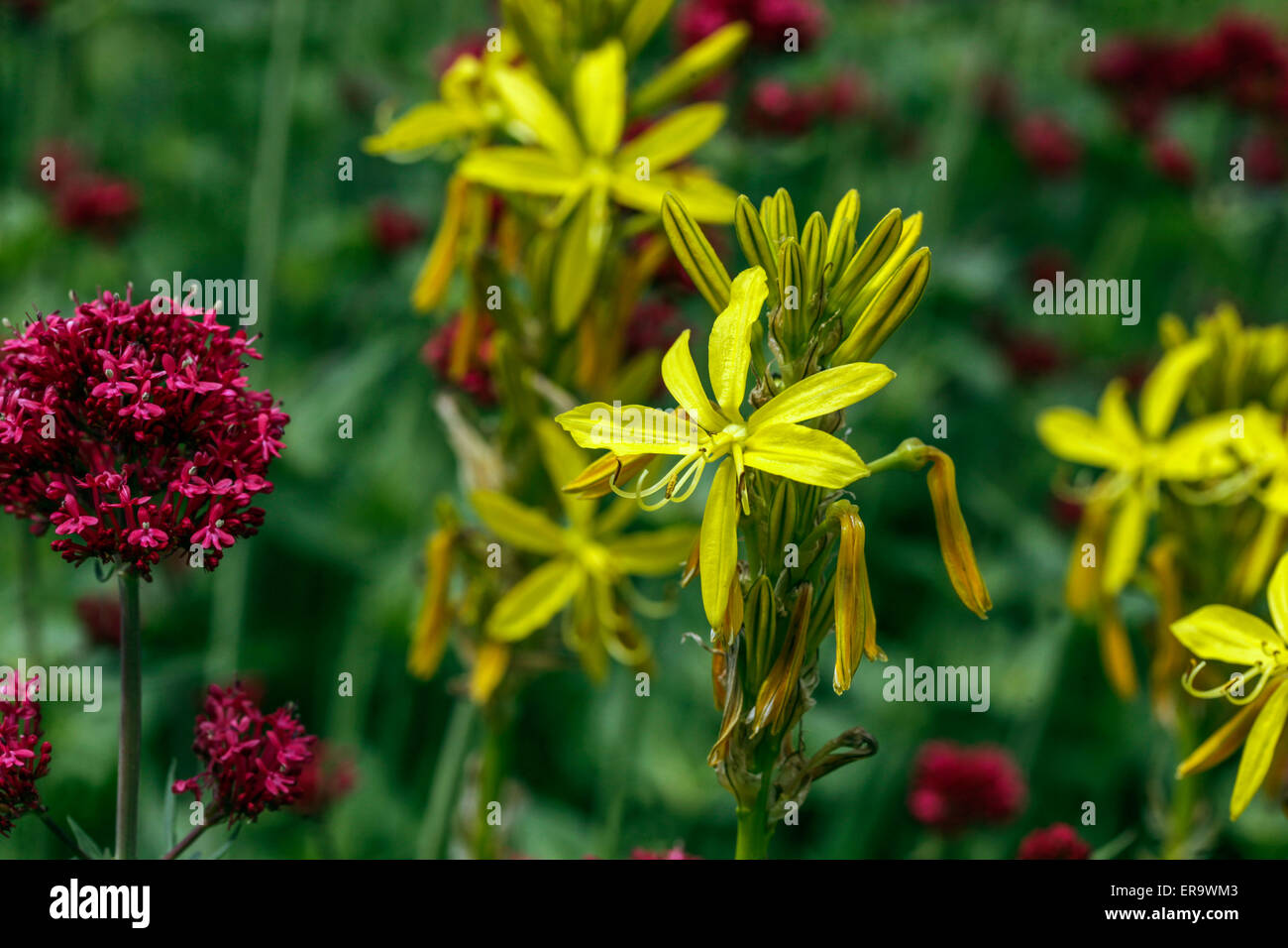 Yellow Asphodel, Asphodeline lutea, Red Valerian, Centranthus ruber Stock Photo
