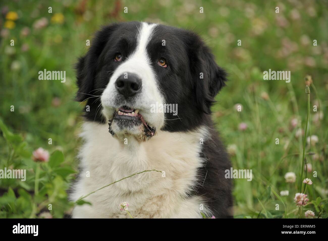 central asian mountain dog
