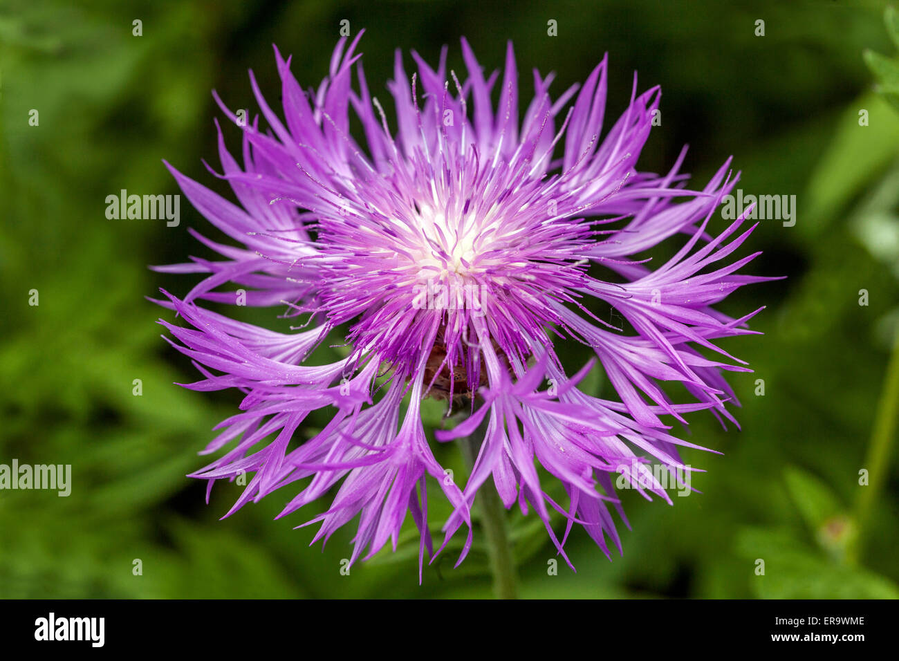 Centaurea Dealbata, Persian Cornflower Plant, Pink, Flower 