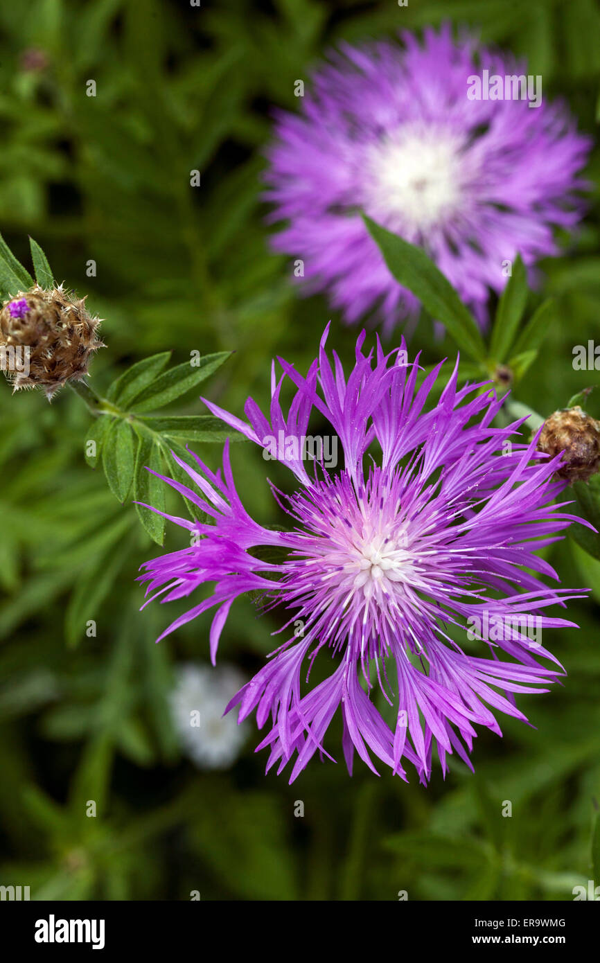 Centaurea dealbata, Persian Cornflower Stock Photo