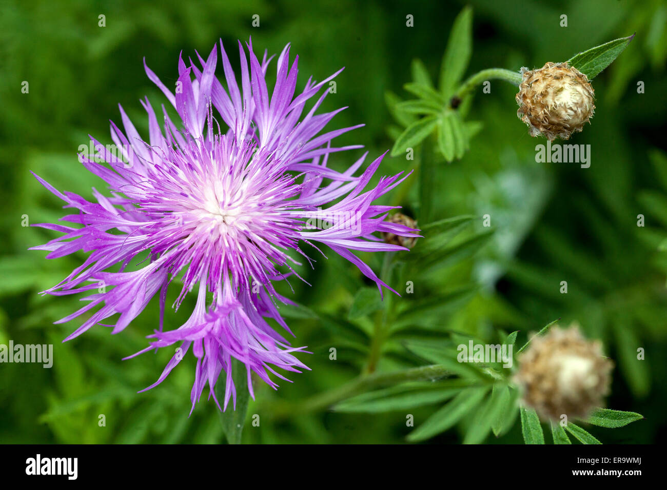 Centaurea dealbata, Persian Cornflower Stock Photo
