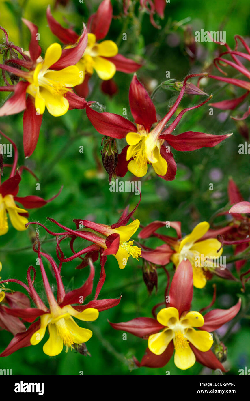 Columbine Aquilegia 'Tequila Sunrise' red yellow  spring garden flowers Stock Photo