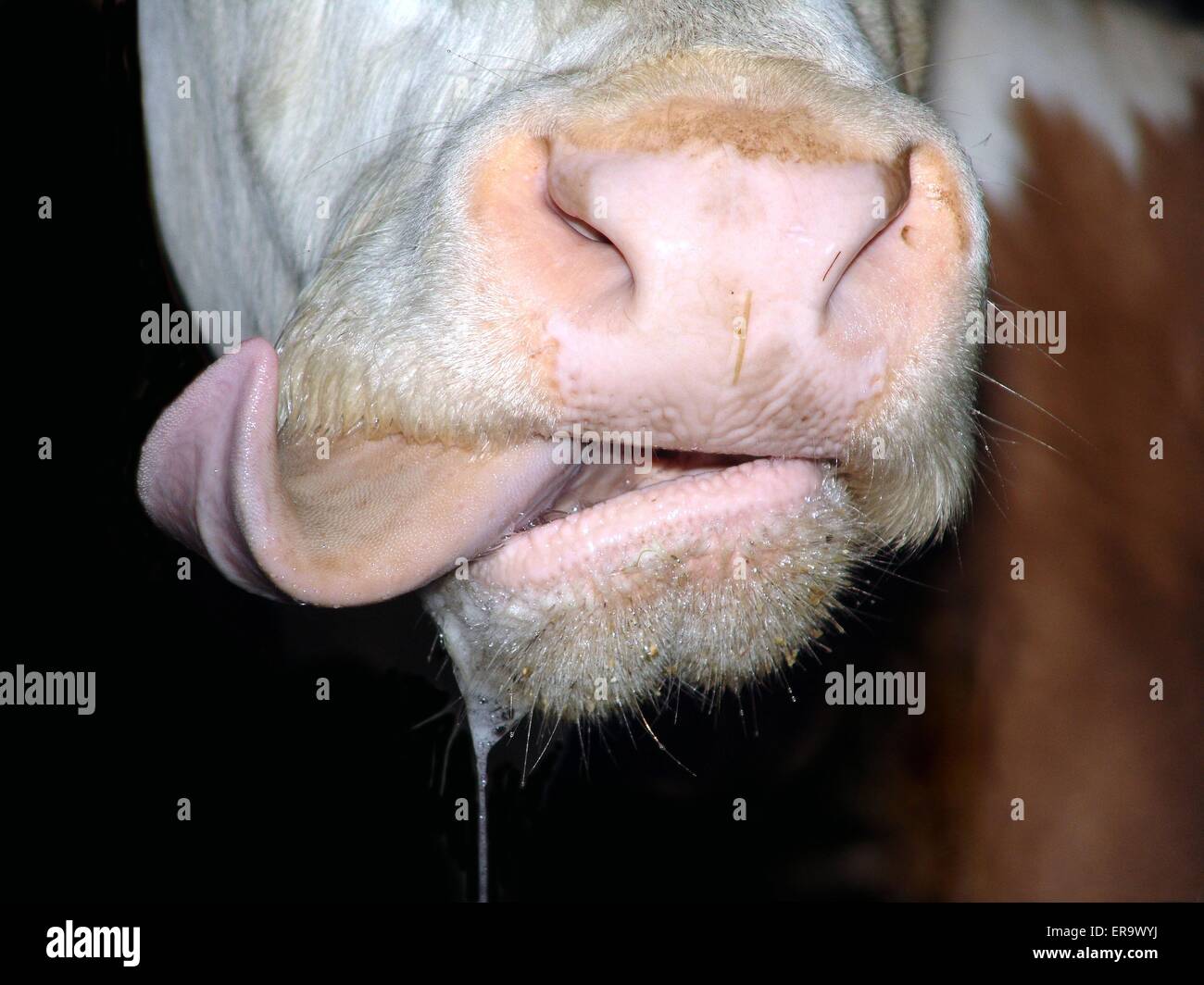 Highland Cow Photo With Tongue Out. Color Cow Photo. 