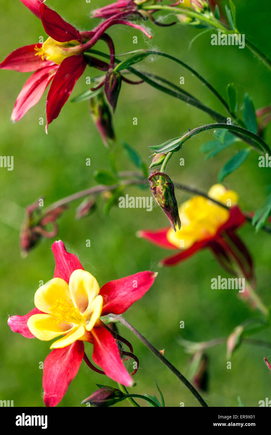 Columbine aquilegia flower flowers hi-res stock photography and images