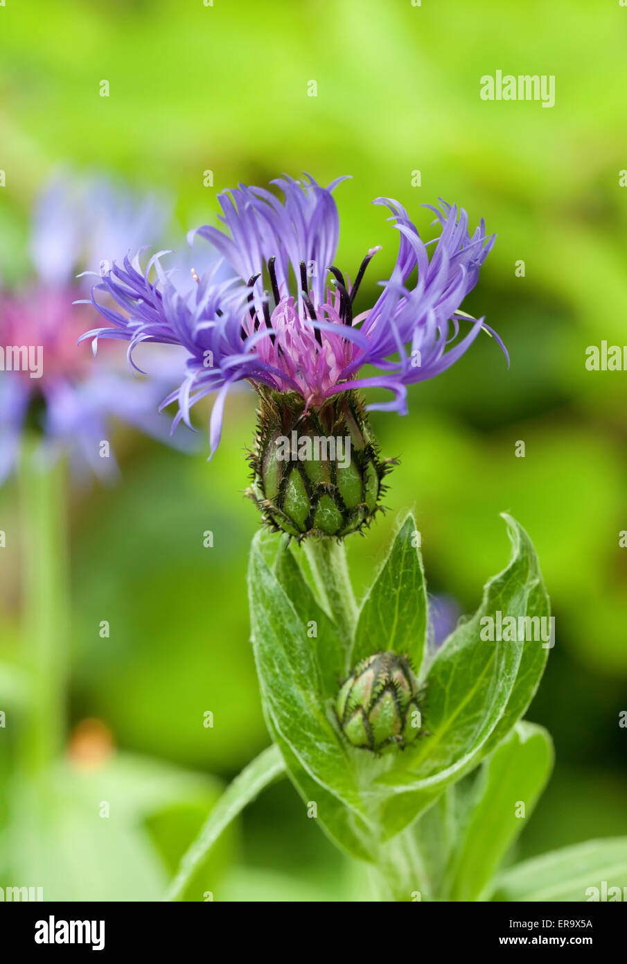 detail of blue mountain cornflower Stock Photo