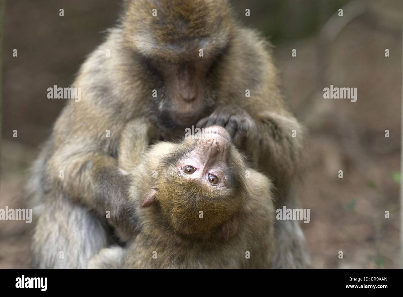 barbary apes Stock Photo