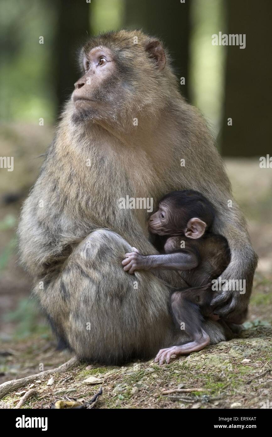 barbary ape with baby Stock Photo Alamy