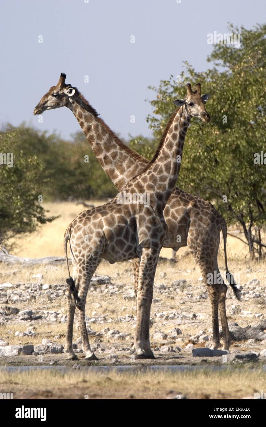 Giraffen hi-res stock photography and images - Alamy