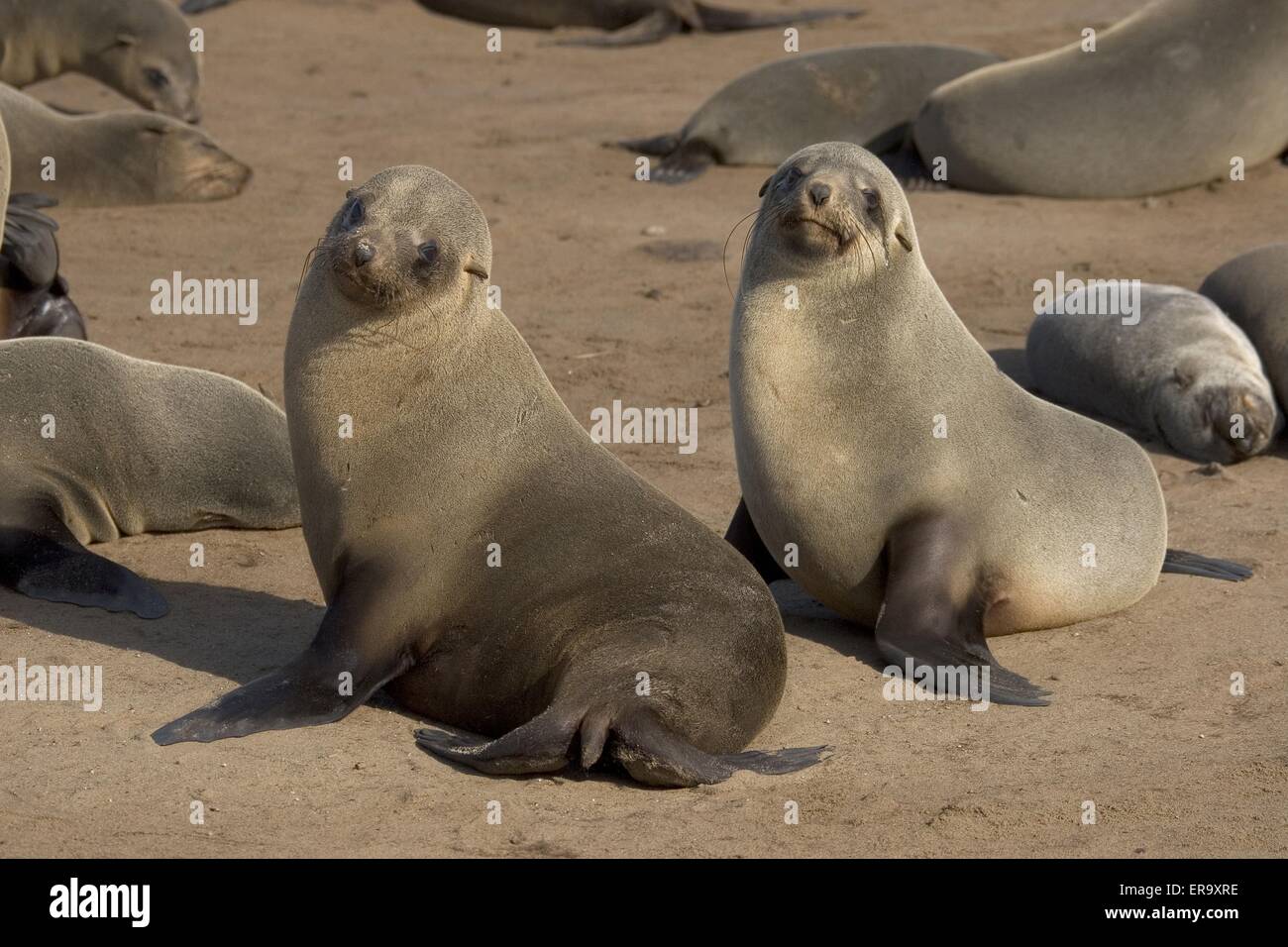 South australian fur seals hi-res stock photography and images - Alamy