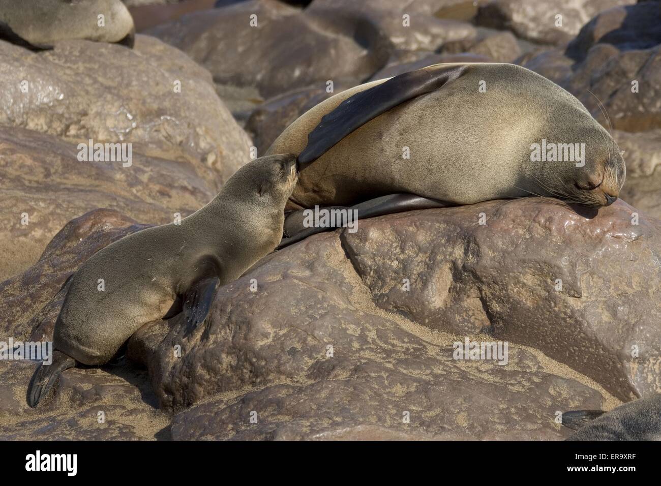 sucking seal Stock Photo