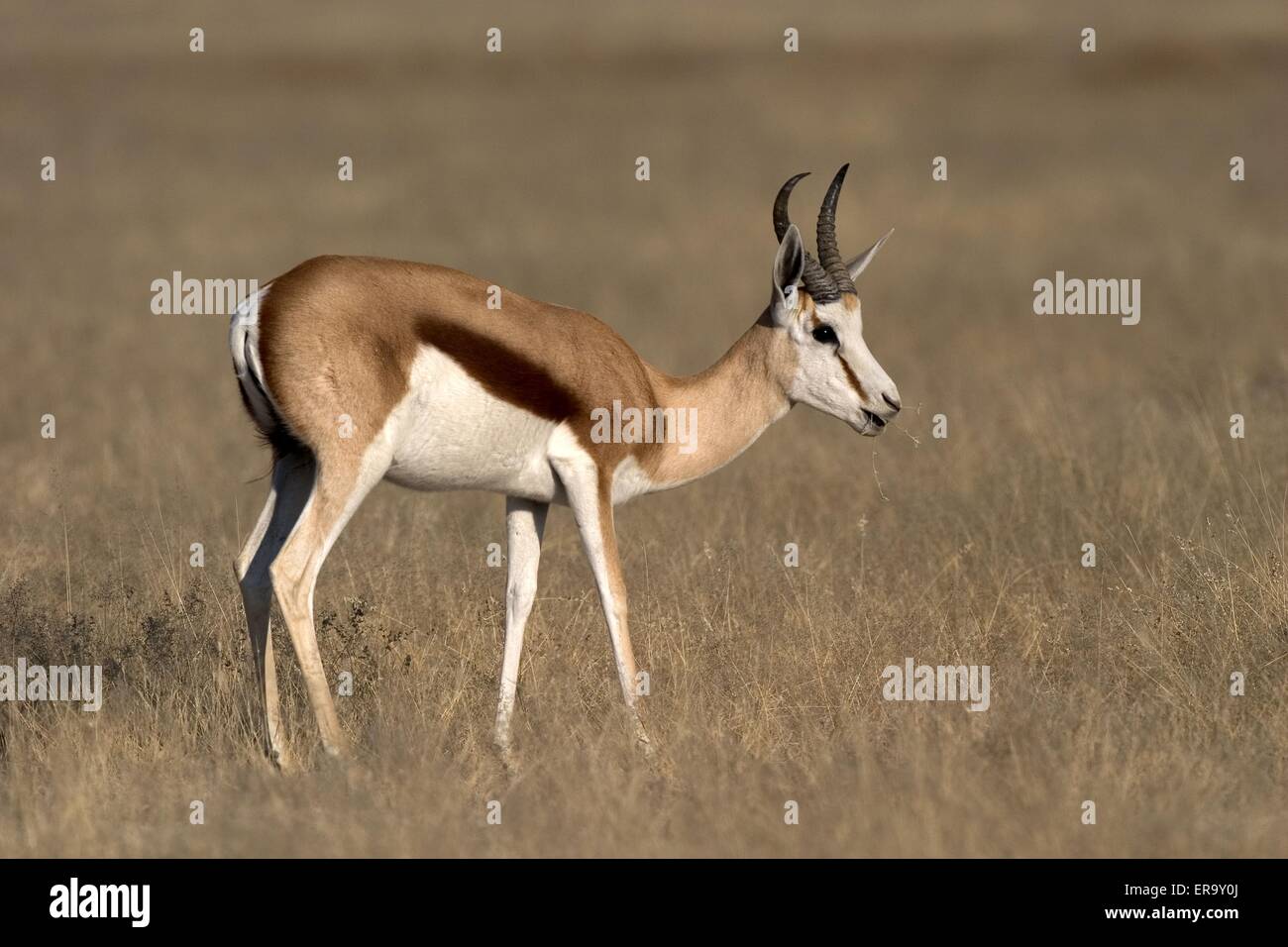 Springbok standing side on hi-res stock photography and images - Alamy