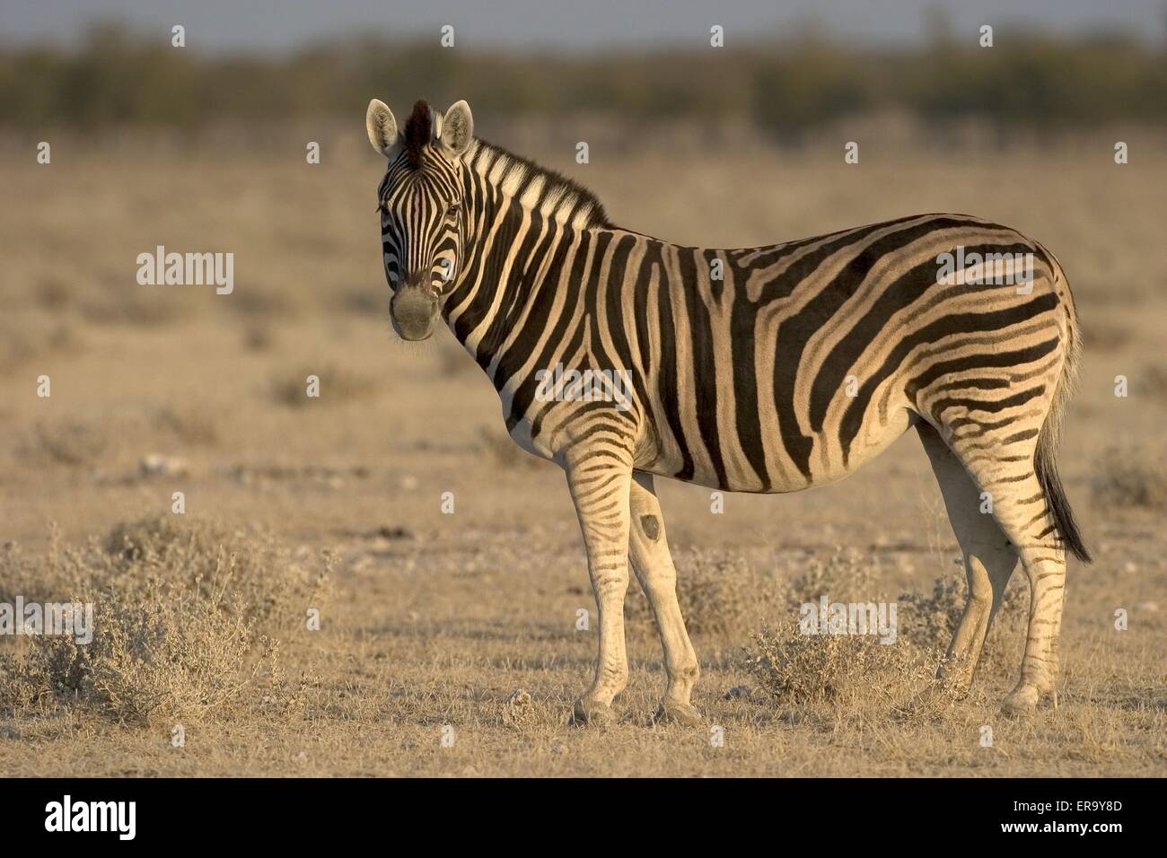 Zebra Stock Photo Alamy