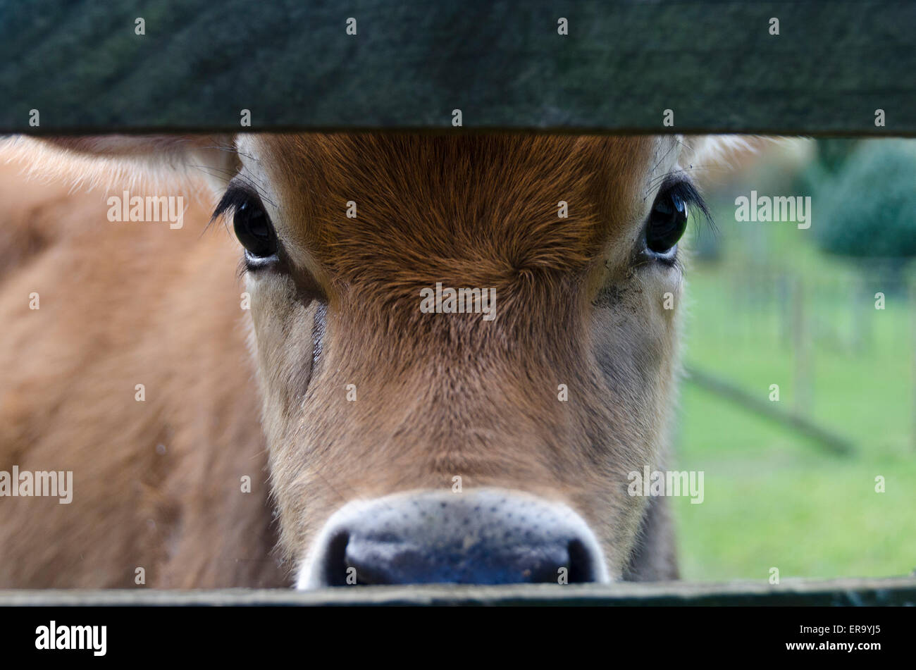 Young cow looking through wooden fence, Wairarapa, North Island, New Zealand Stock Photo Alamy