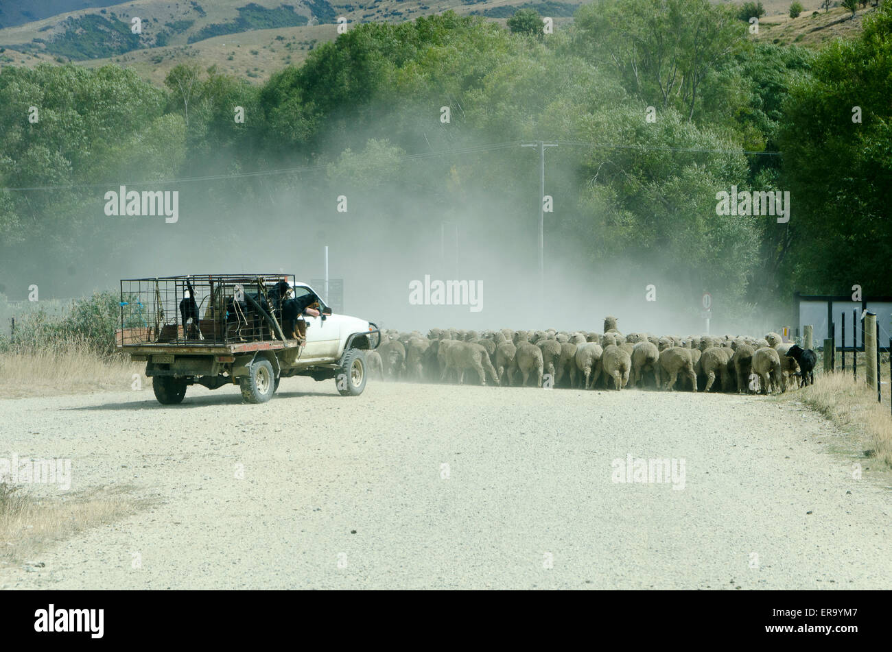 Shepherd in truck driving sheep along road, Cardrona, Central Otago, South Island, New Zealand Stock Photo