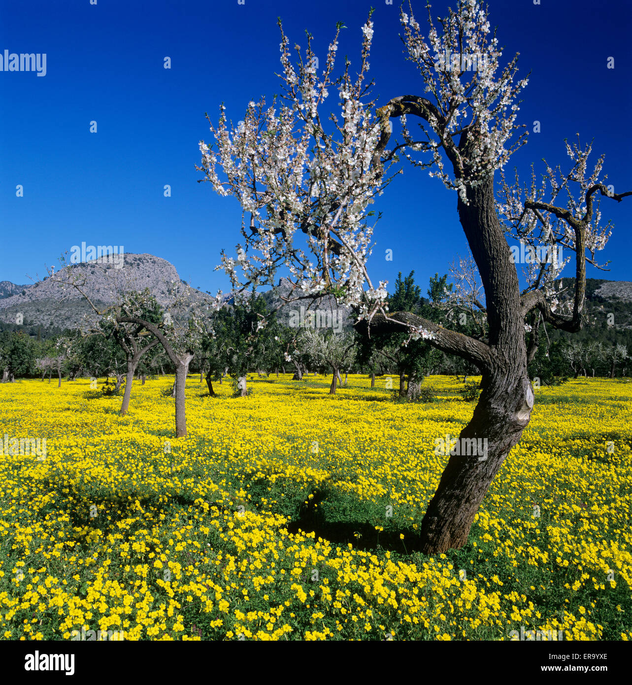 Almond blossom in spring, near Soller, Mallorca, Balearic Islands, Spain, Europe Stock Photo