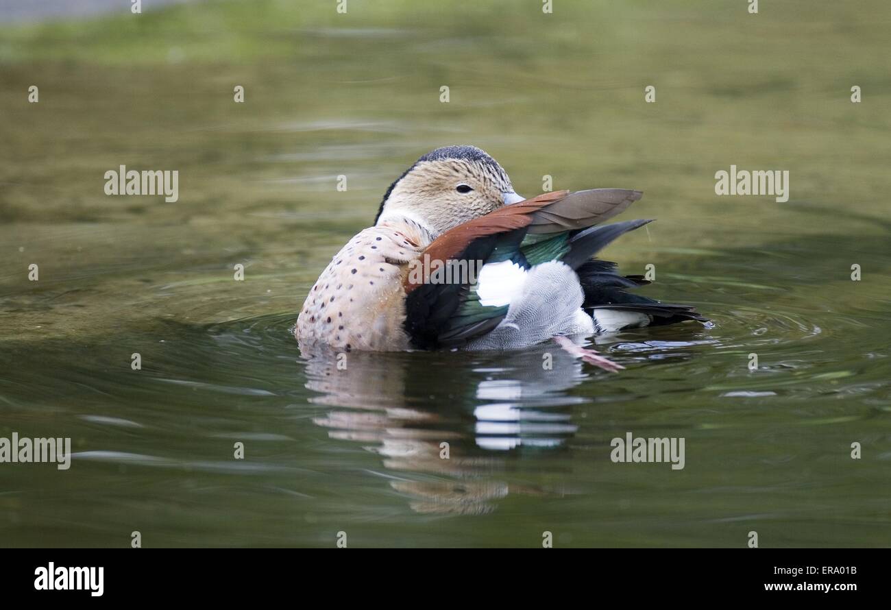 Ringed Teal Stock Photo