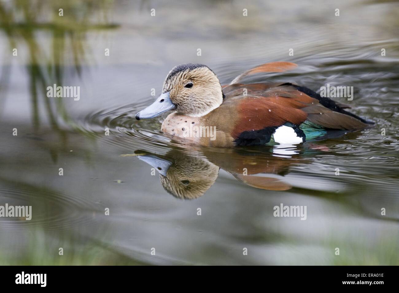 Ringed Teal Stock Photo