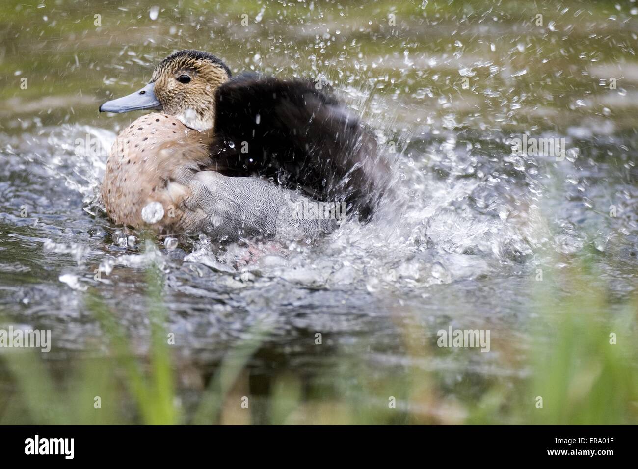 Ringed Teal Stock Photo