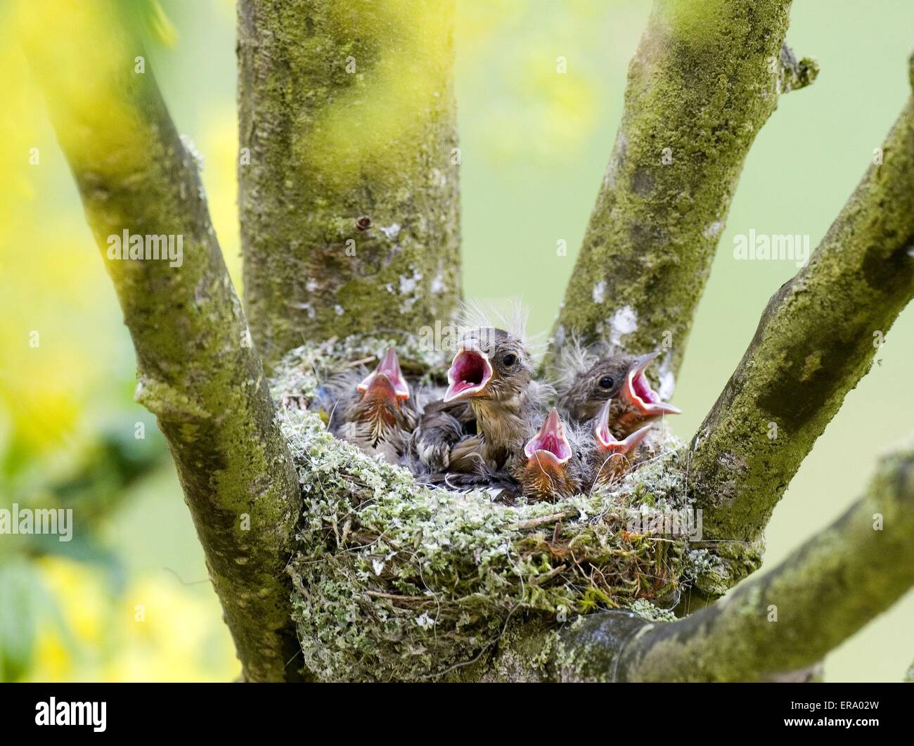 chaffinch nest Stock Photo - Alamy