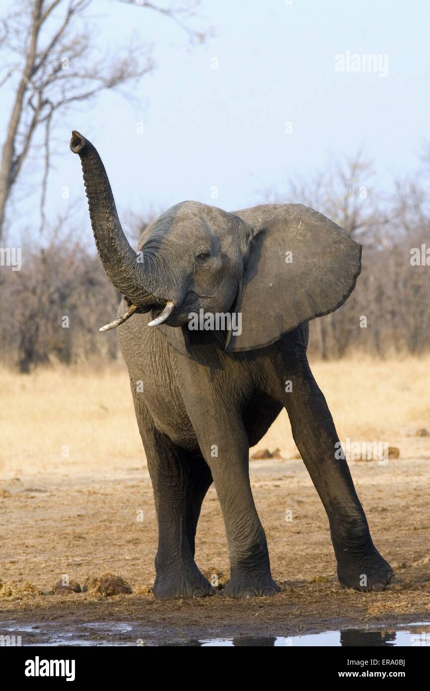 african elephant Stock Photo