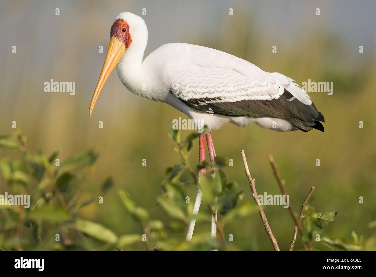 yellow-billed stork Stock Photo
