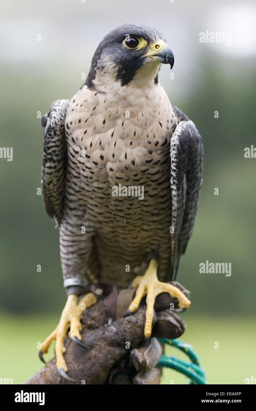 Duck hawk hires stock photography and images Alamy