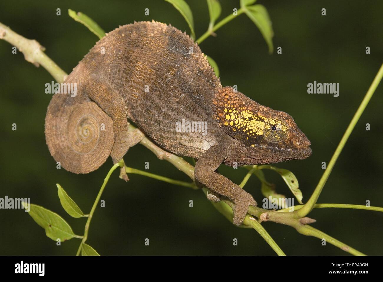 Short-horned Chameleon Stock Photo
