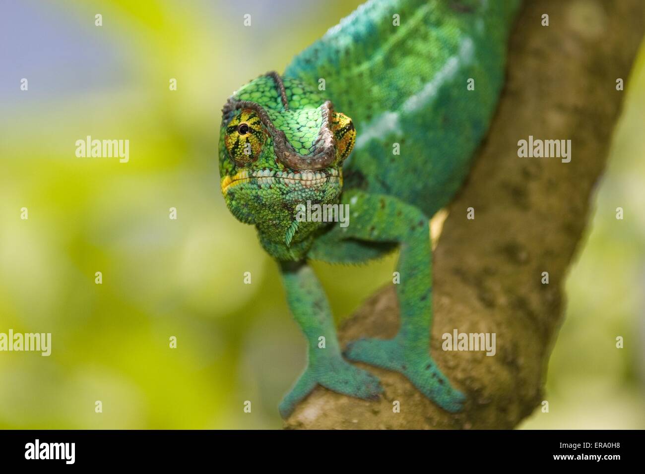 panther chameleon Stock Photo