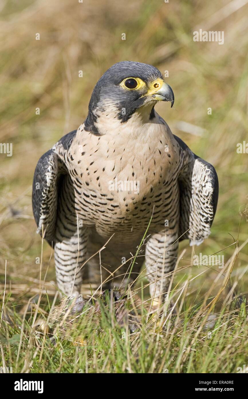 Peregrine falcons duck hawks hi-res stock photography and images - Alamy