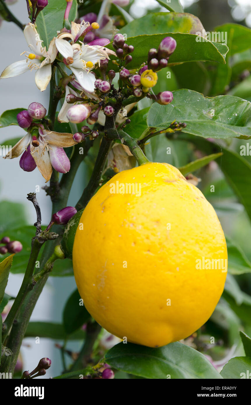 Lemon tree flowers hires stock photography and images Alamy