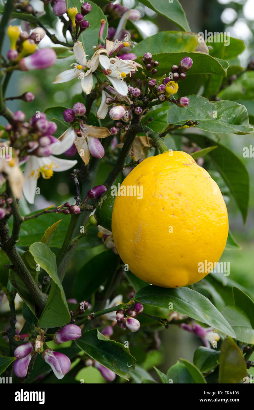 Lemon tree flowers hires stock photography and images Alamy