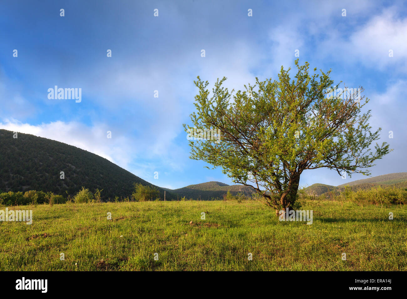 Sunset landscape. Lonely tree in summer. crimean mountains Stock Photo