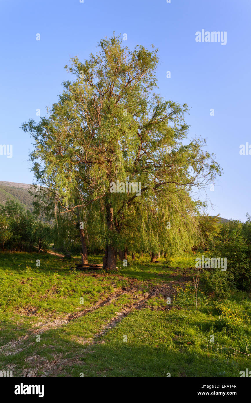 Sunset landscape. Lonely tree in summer. crimean mountains Stock Photo
