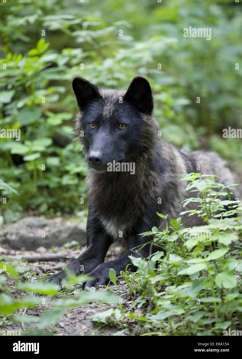 liegender Eastern timber wolf Stock Photo