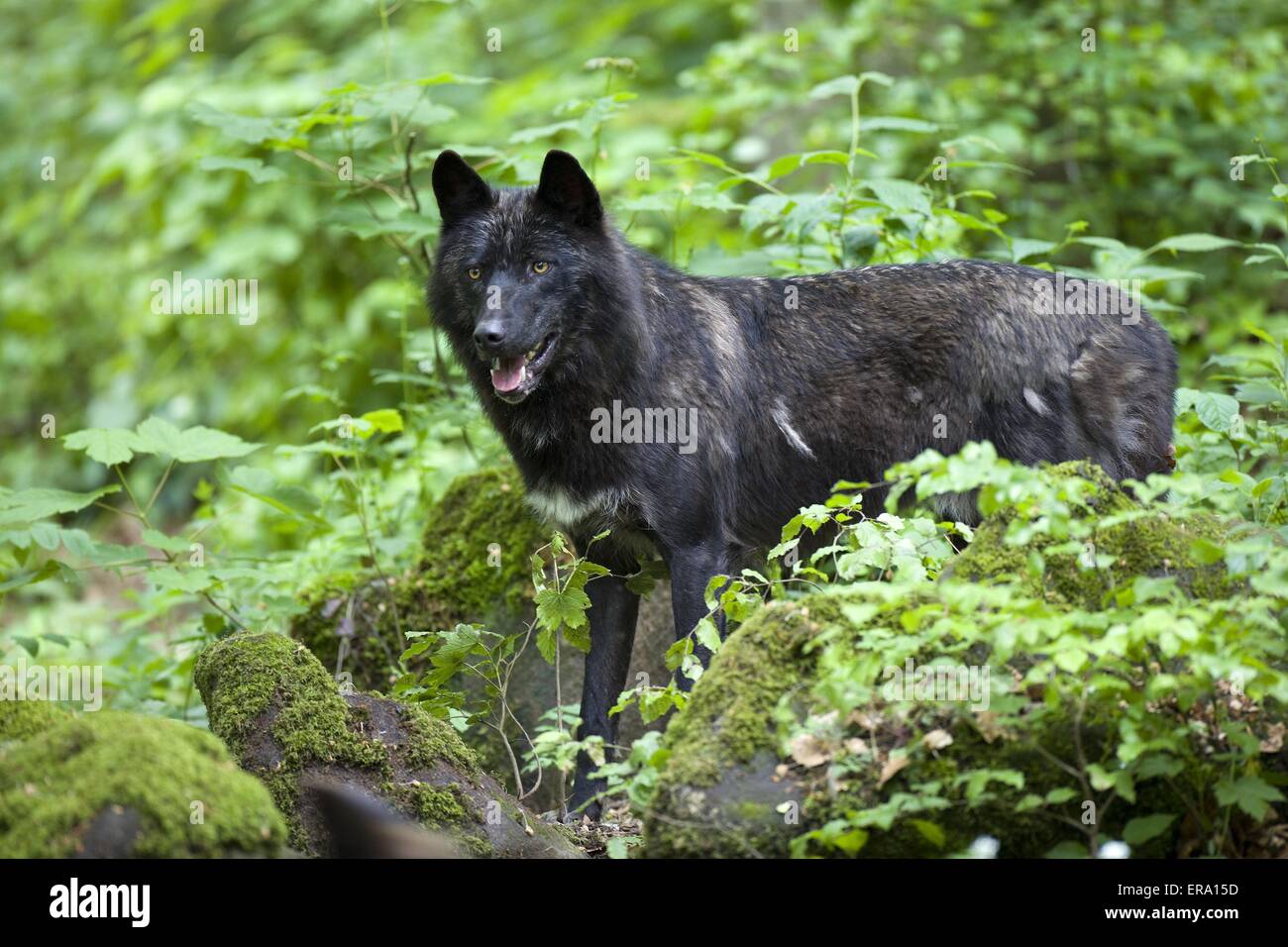 standing Eastern timber wolf Stock Photo Alamy