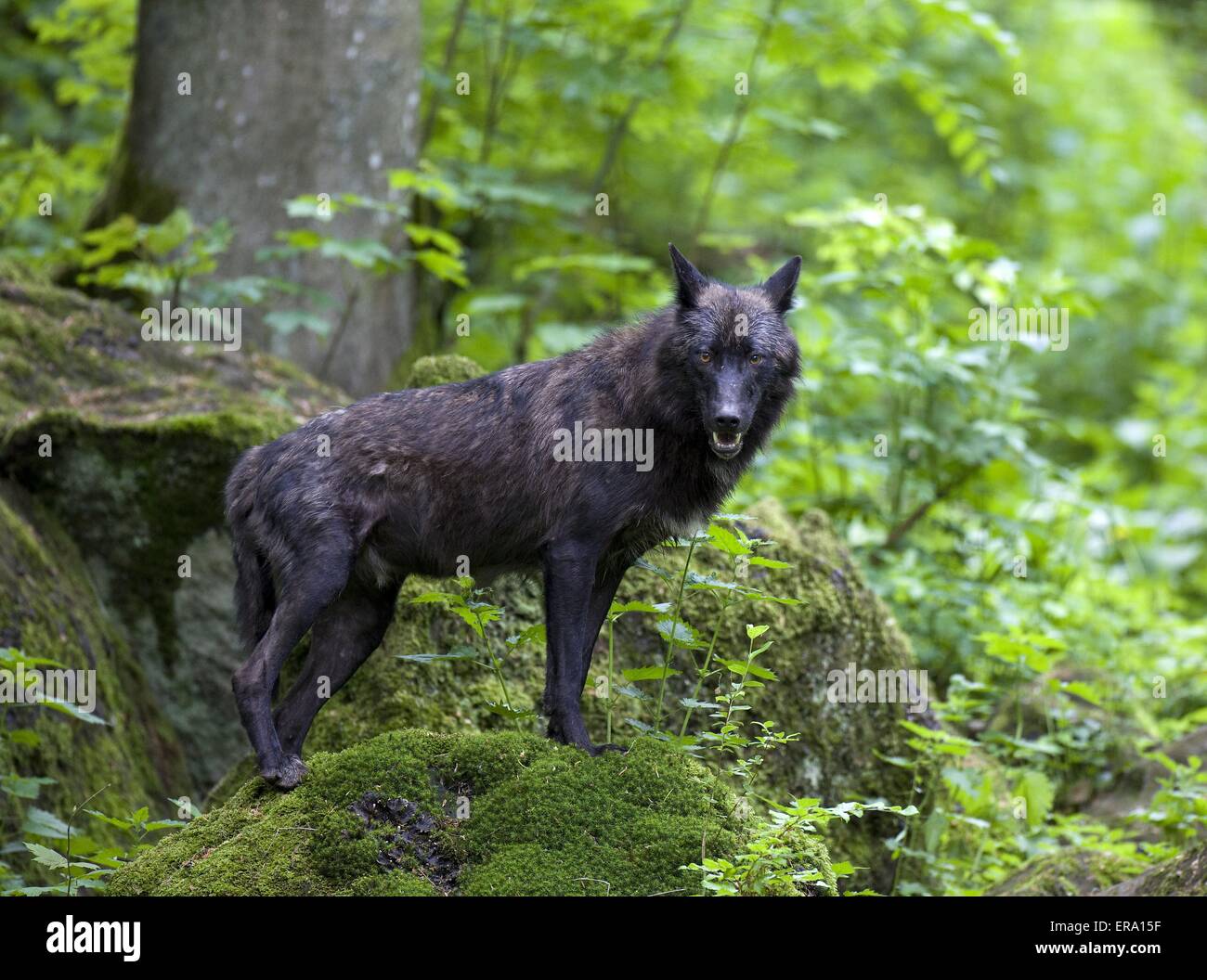 standing Eastern timber wolf Stock Photo Alamy