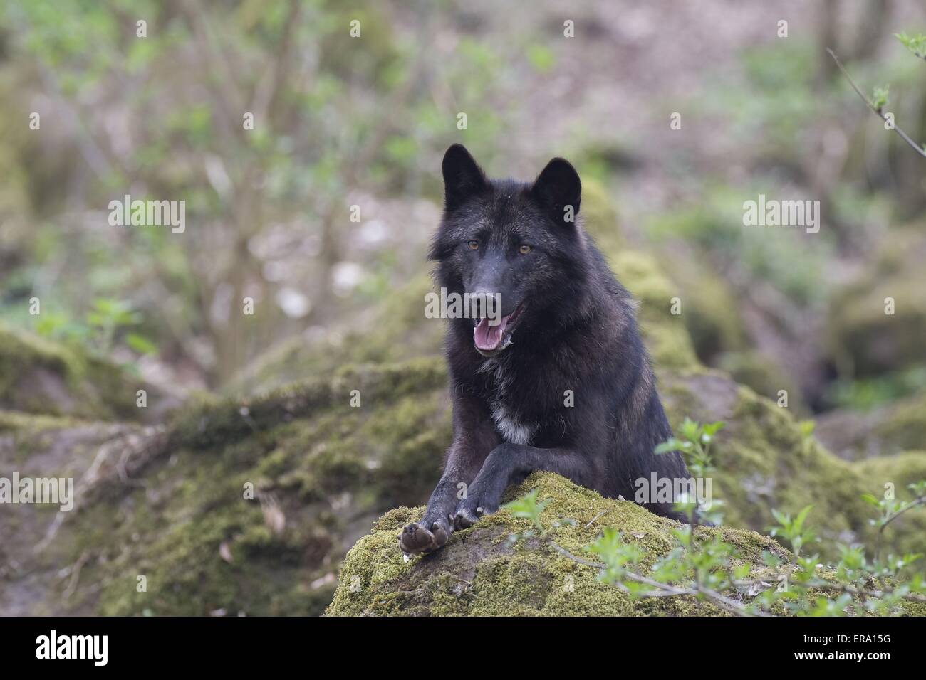 liegender Eastern timber wolf Stock Photo