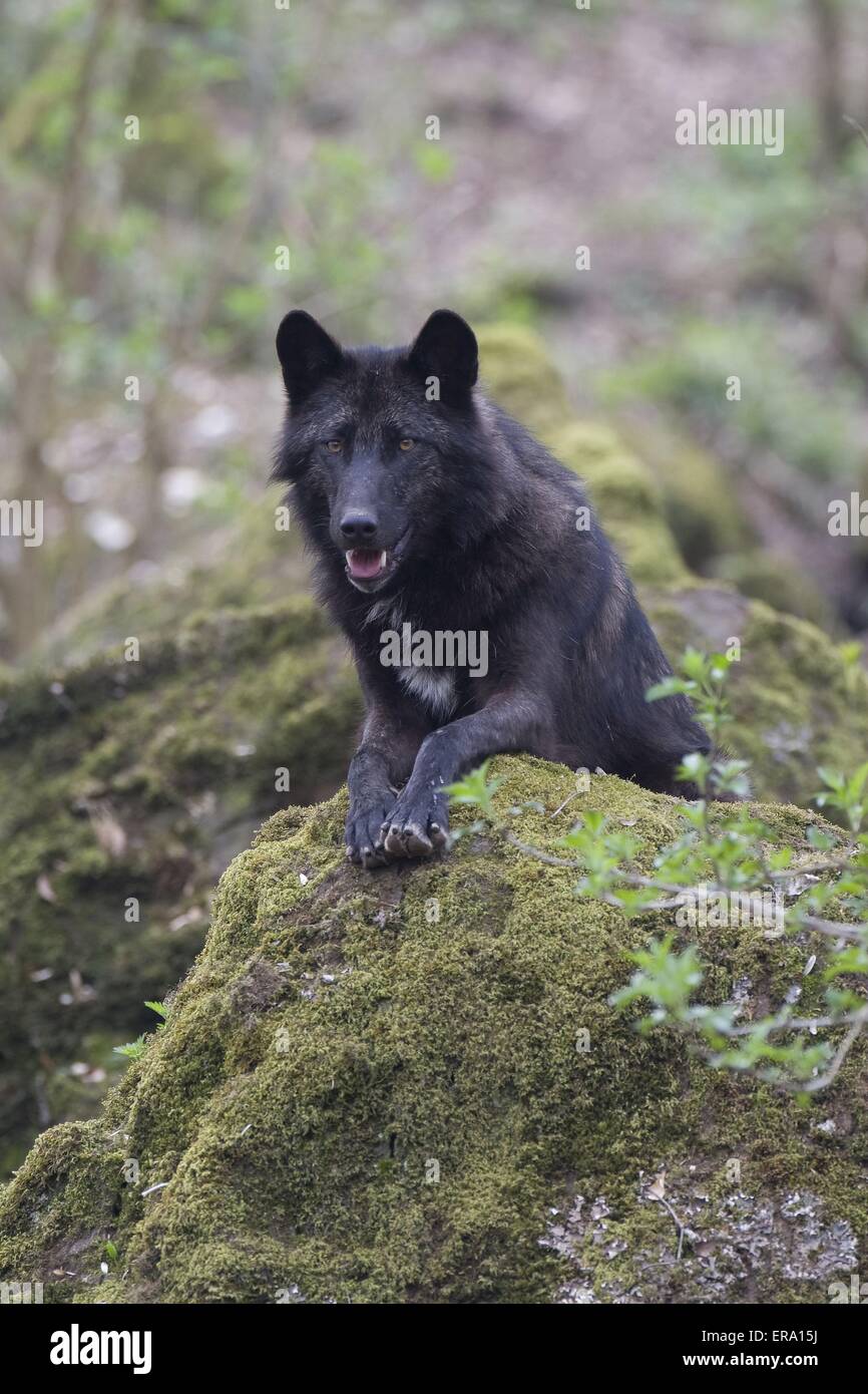 liegender Eastern timber wolf Stock Photo