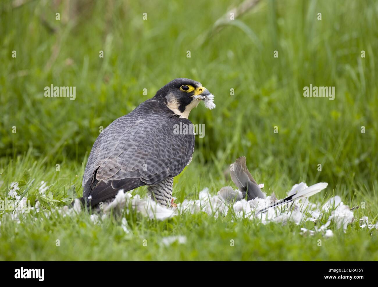 duck hawk with prey Stock Photo Alamy