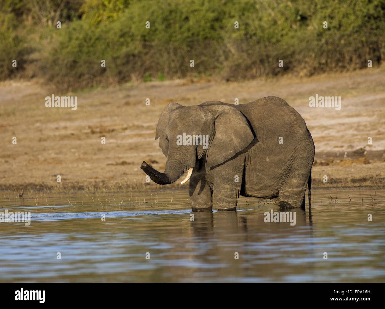 African riverside animal hi-res stock photography and images - Alamy