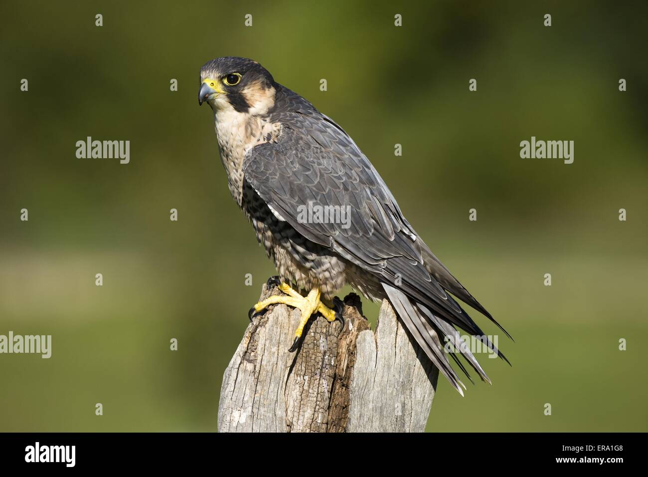 duck hawk Stock Photo Alamy