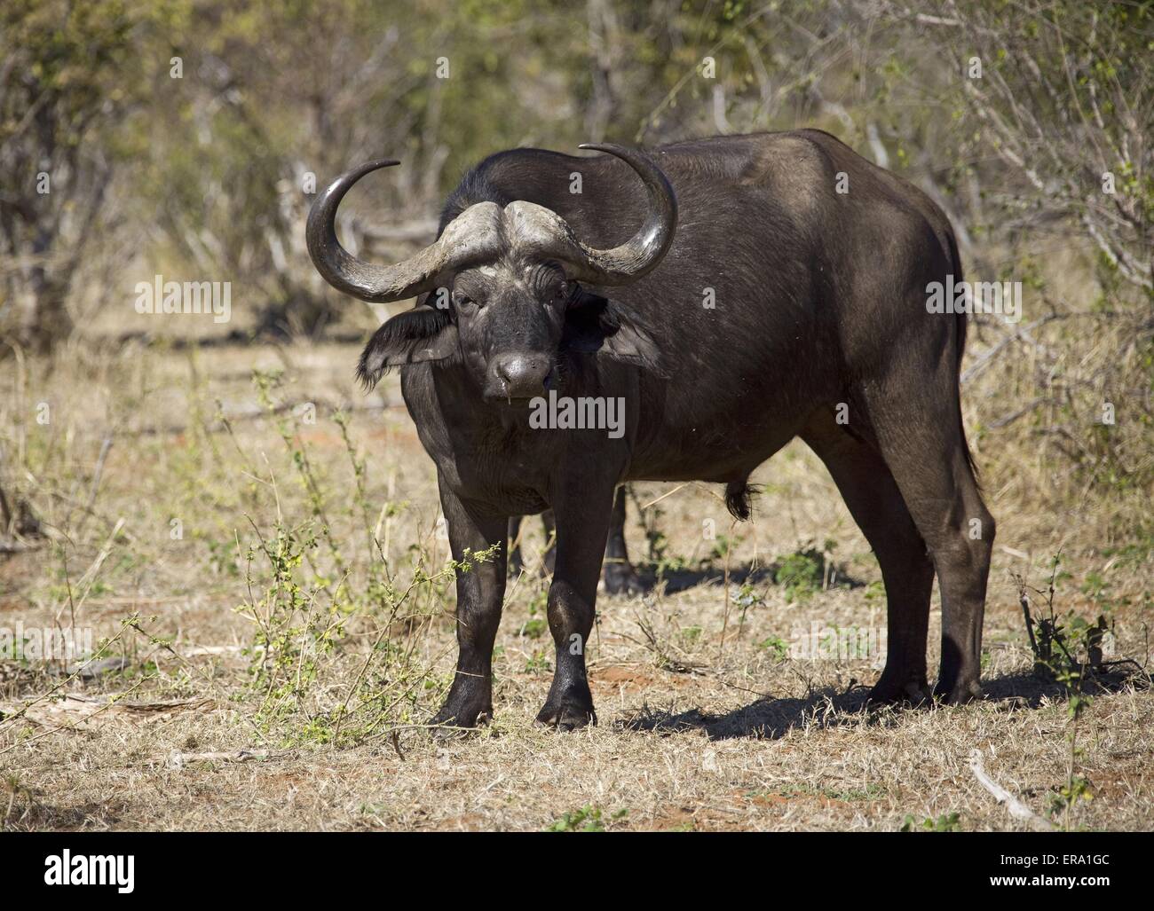 African cape buffalo Stock Photo